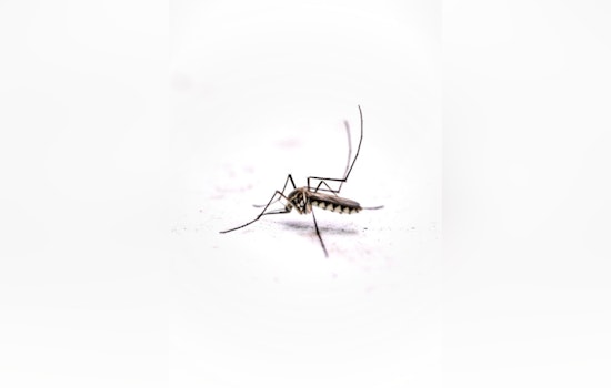 Oʻahu Reports Seventh Dengue Case of 2025 as Hawai'i DOH Takes Action