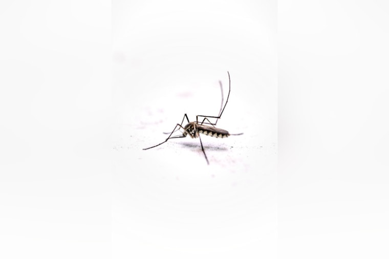 Oʻahu Reports Sixth Travel-Related Dengue Case in 2025 as Health Officials Ramp Up Mosquito Control Efforts