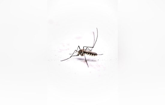 Oʻahu Reports Sixth Travel-Related Dengue Case in 2025 as Health Officials Ramp Up Mosquito Control Efforts