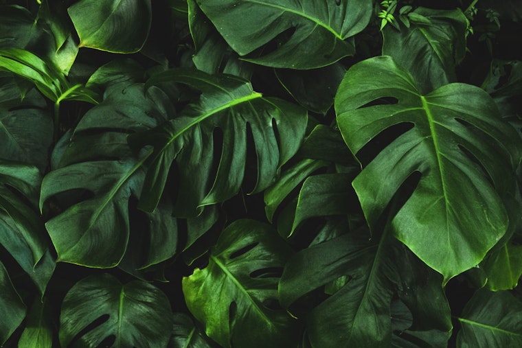 Oak Ridge National Laboratory Unveils Groundbreaking RNA Biosensor for Enhanced Plant Research and Agricultural Biosecurity