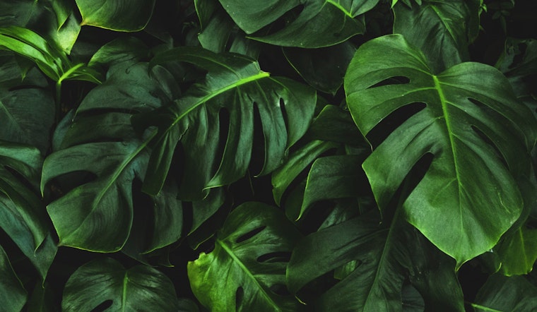 Oak Ridge National Laboratory Unveils Groundbreaking RNA Biosensor for Enhanced Plant Research and Agricultural Biosecurity