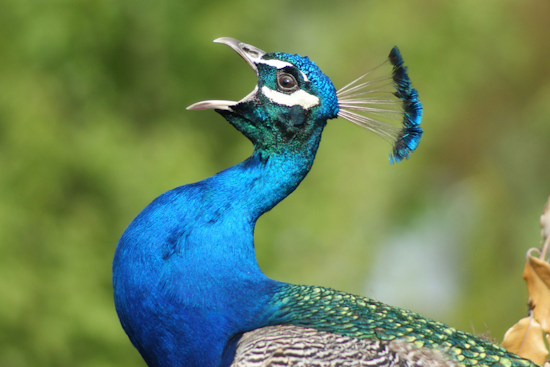 Oakland Community Alarmed as 30 Peafowl Found Dead Amidst Rising Mortality Mystery
