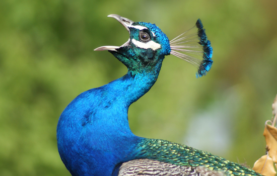 Oakland Community Alarmed as 30 Peafowl Found Dead Amidst Rising Mortality Mystery