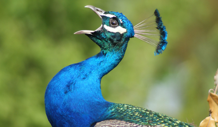 Oakland Community Alarmed as 30 Peafowl Found Dead Amidst Rising Mortality Mystery