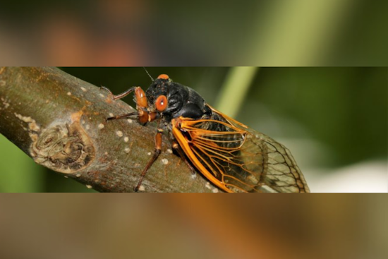 Ohio Braces for Brood XIV Cicada Emergence After 17-Year Underground Respite