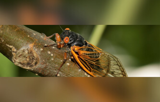 Ohio Braces for Brood XIV Cicada Emergence After 17-Year Underground Respite