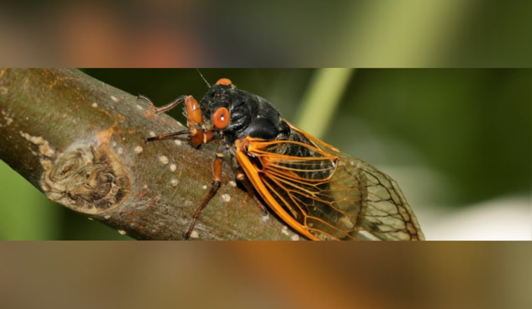 Ohio Braces for Brood XIV Cicada Emergence After 17-Year Underground Respite
