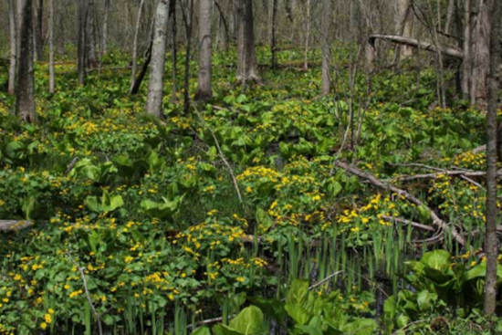 Ohio Bursts into Bloom: State's Wildflower Season Peaks with Colorful Displays Across Regions