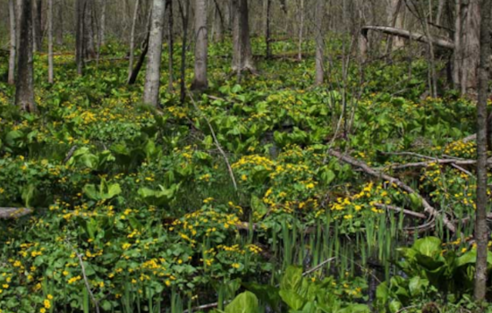 Ohio Bursts into Bloom: State's Wildflower Season Peaks with Colorful Displays Across Regions