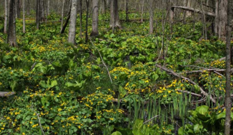 Ohio Bursts into Bloom: State's Wildflower Season Peaks with Colorful Displays Across Regions