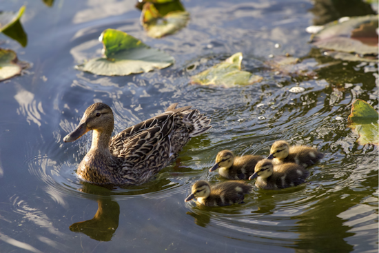 Ohio Department of Natural Resources Urges Residents to Keep a Respectful Distance from Baby Animals