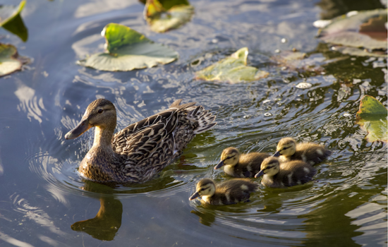 Ohio Department of Natural Resources Urges Residents to Keep a Respectful Distance from Baby Animals