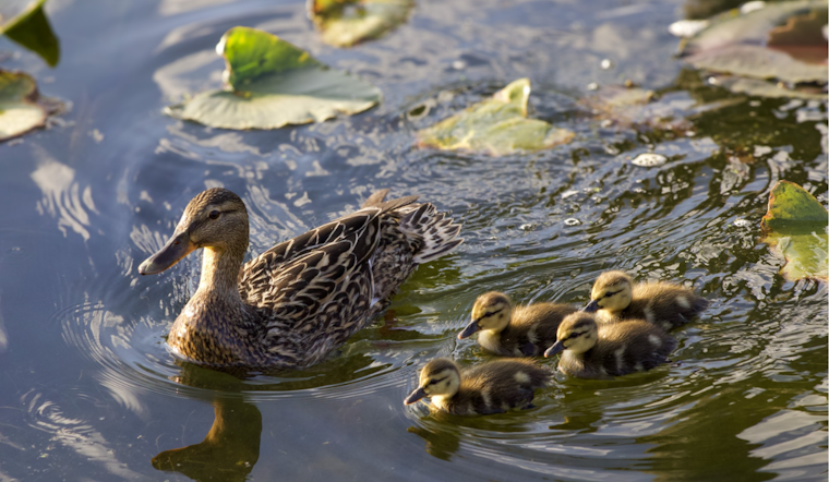 Ohio Department of Natural Resources Urges Residents to Keep a Respectful Distance from Baby Animals