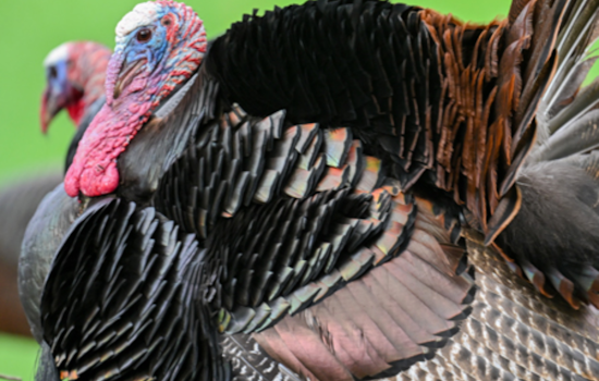Ohio Hunters Harvest Over 10,000 Wild Turkeys as Spring Season Thrives