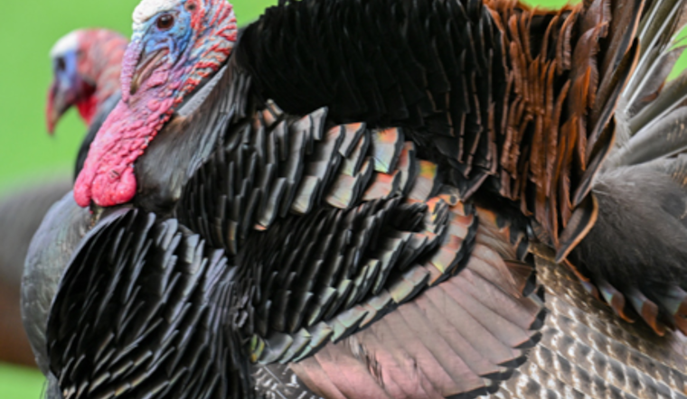Ohio Hunters Harvest Over 10,000 Wild Turkeys as Spring Season Thrives