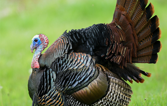 Ohio Hunters Harvest Over 4,200 Wild Turkeys Opening Weekend; Youth Impressive in Special Event