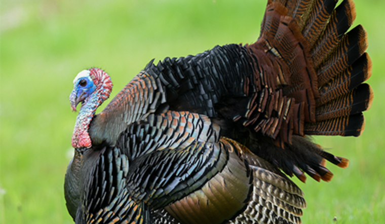 Ohio Hunters Harvest Over 4,200 Wild Turkeys Opening Weekend; Youth Impressive in Special Event