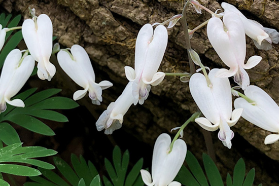 Ohio Spring Wildflower Bloom Report: Southern Ohio Emerges as Botanical Wonderland Despite Recent Rains