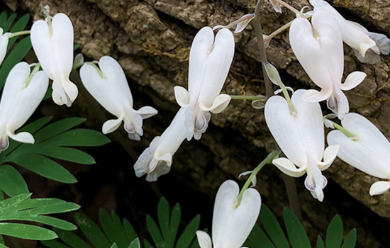 Ohio Spring Wildflower Bloom Report: Southern Ohio Emerges as Botanical Wonderland Despite Recent Rains