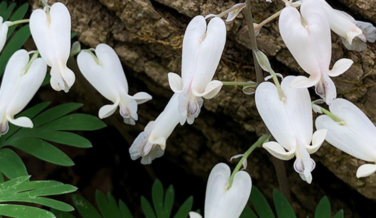 Ohio Spring Wildflower Bloom Report: Southern Ohio Emerges as Botanical Wonderland Despite Recent Rains