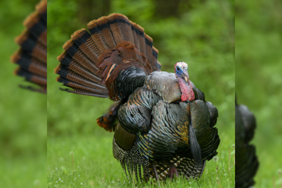 Ohio Youth Hunters Triumph with 1,740 Turkeys Bagged in Special Hunting Days