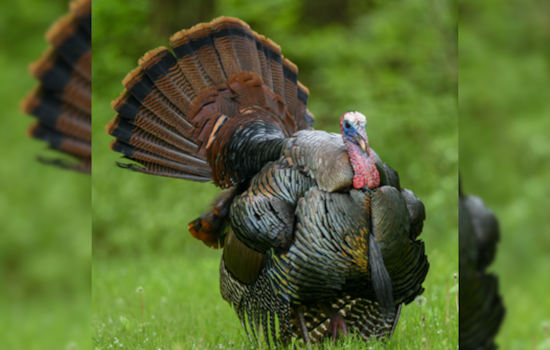 Ohio Youth Hunters Triumph with 1,740 Turkeys Bagged in Special Hunting Days