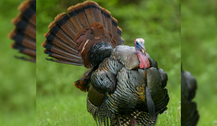 Ohio Youth Hunters Triumph with 1,740 Turkeys Bagged in Special Hunting Days