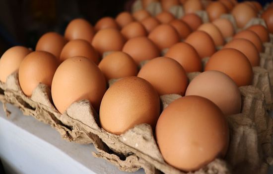 Ohioans Flock to Backyard Poultry Keeping Amid Egg Price Spike, OSU Extension Offers Certificate Course