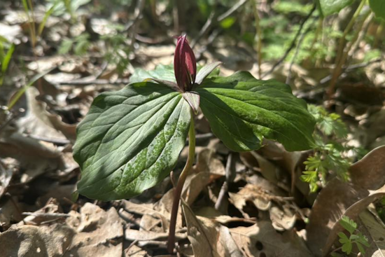 Ohio's Spring Beauty on Full Display: ODNR Shares Clifton Gorge and John Bryan State Park Photos