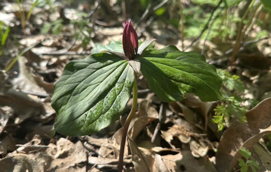 Ohio's Spring Beauty on Full Display: ODNR Shares Clifton Gorge and John Bryan State Park Photos