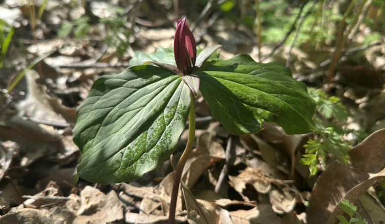 Ohio's Spring Beauty on Full Display: ODNR Shares Clifton Gorge and John Bryan State Park Photos