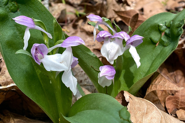 Ohio's Spring Wildflower Season Blooms into Spectacular Display, Highlighting Rare Orchids