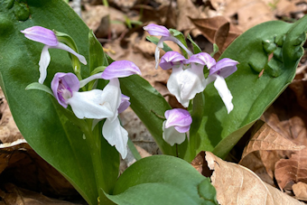 Ohio's Spring Wildflower Season Blooms into Spectacular Display, Highlighting Rare Orchids