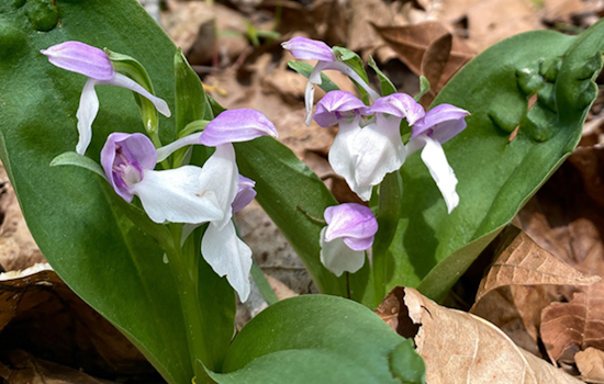 Ohio's Spring Wildflower Season Blooms into Spectacular Display, Highlighting Rare Orchids