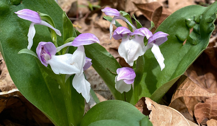 Ohio's Spring Wildflower Season Blooms into Spectacular Display, Highlighting Rare Orchids
