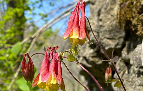Ohio's Spring Wildflower Season Offers a Burst of Colors According to Latest Weekly Update
