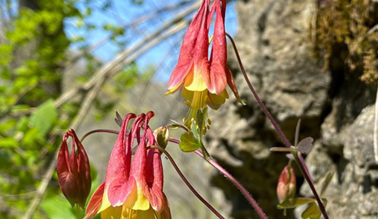 Ohio's Spring Wildflower Season Offers a Burst of Colors According to Latest Weekly Update