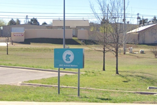 Oklahoma City Animal Welfare Champions Responsible Pet Ownership to Counter Pet Overpopulation Crisis