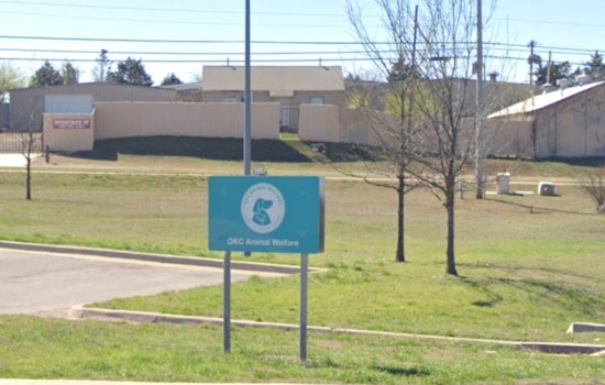 Oklahoma City Animal Welfare Champions Responsible Pet Ownership to Counter Pet Overpopulation Crisis