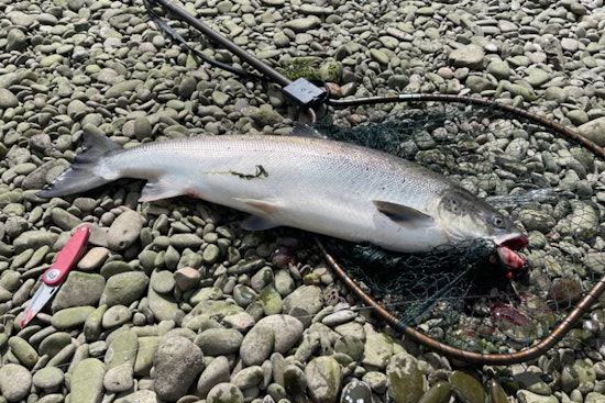 Oregon Lawmakers Request Federal Disaster Declaration for Struggling Salmon Fishery
