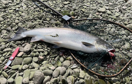 Oregon Lawmakers Request Federal Disaster Declaration for Struggling Salmon Fishery