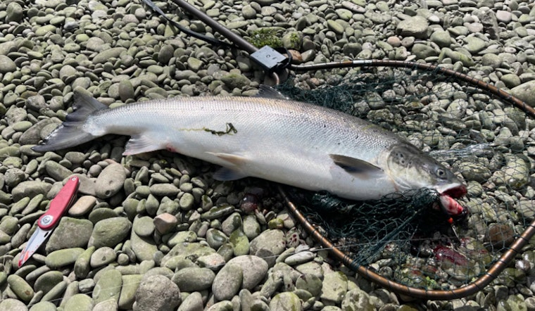 Oregon Lawmakers Request Federal Disaster Declaration for Struggling Salmon Fishery