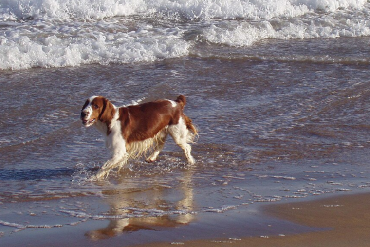 Ormond Beach Embraces Pawsitivity: Volusia County Permanently Designates Dog-Friendly Beach Area