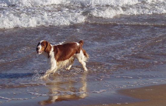 Ormond Beach Embraces Pawsitivity: Volusia County Permanently Designates Dog-Friendly Beach Area