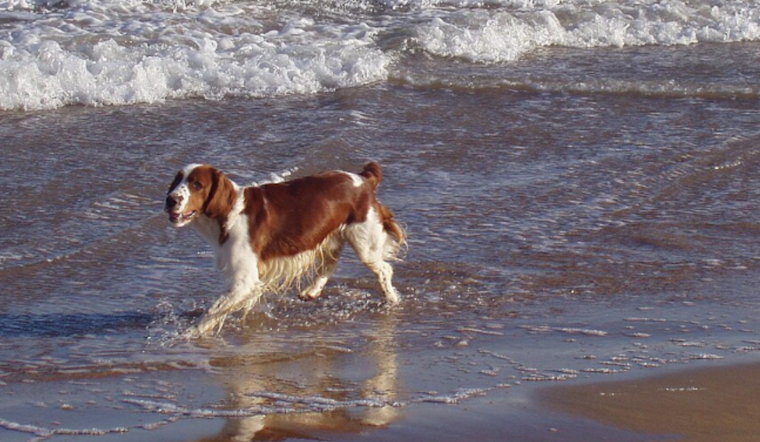 Ormond Beach Embraces Pawsitivity: Volusia County Permanently Designates Dog-Friendly Beach Area