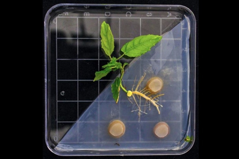 ORNL Researchers Explore Microbial Symbiosis in Poplars to Advance Bioenergy and Energy Security
