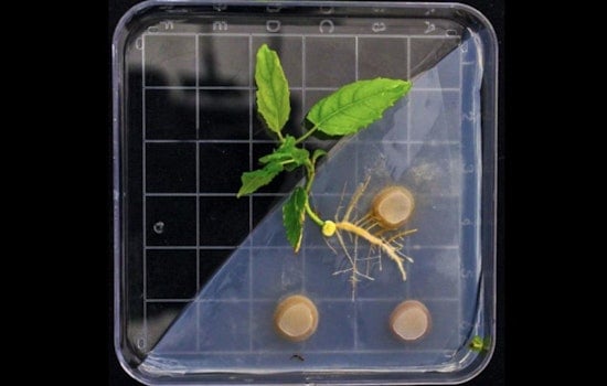 ORNL Researchers Explore Microbial Symbiosis in Poplars to Advance Bioenergy and Energy Security