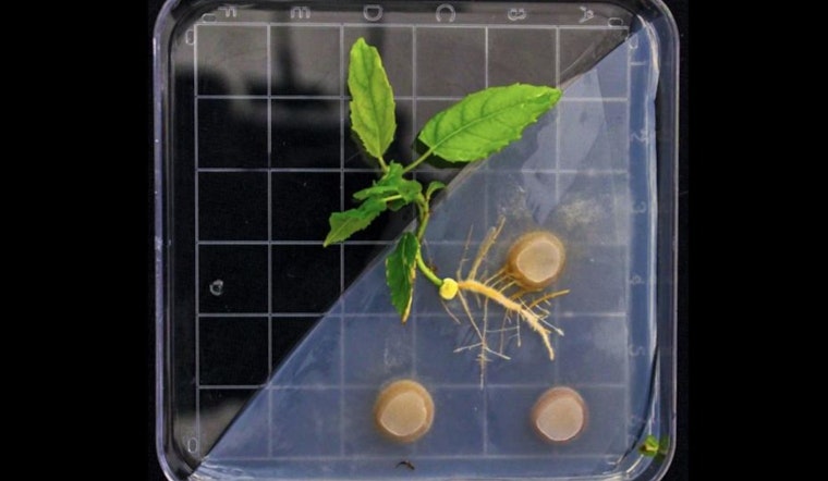 ORNL Researchers Explore Microbial Symbiosis in Poplars to Advance Bioenergy and Energy Security