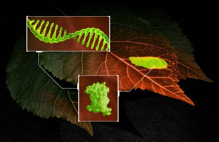 ORNL Unveils Groundbreaking RNA Tracking Biosensor to Bolster Crop Improvement and Pathogen Detection