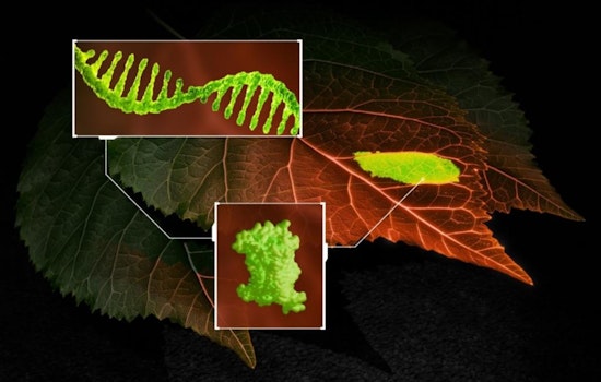 ORNL Unveils Groundbreaking RNA Tracking Biosensor to Bolster Crop Improvement and Pathogen Detection